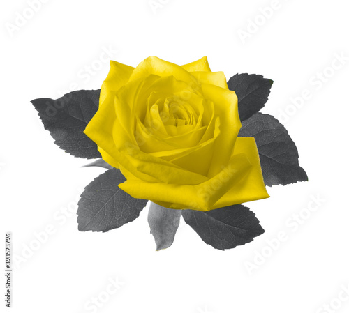 Yellow rose on a stem with gray leaves isolated on white background.