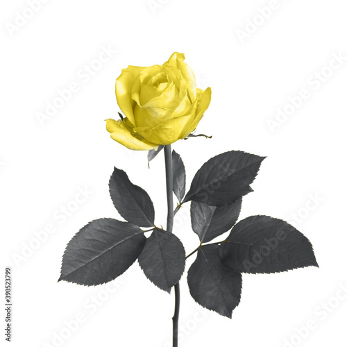 Yellow rose on a stem with gray leaves isolated on white background