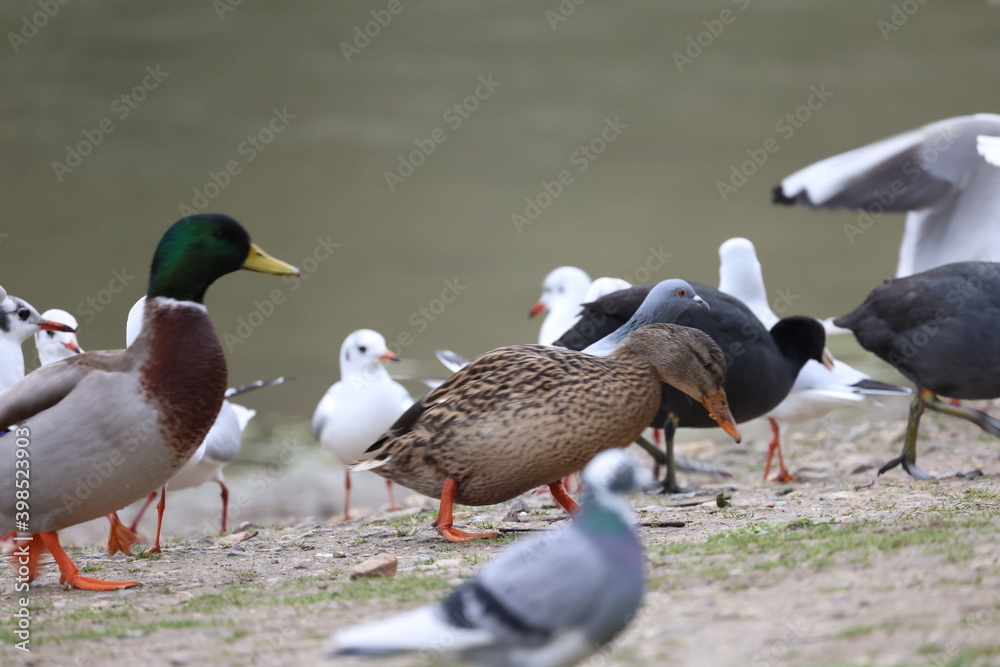 A group of birds on the shore A group of birds on the shore