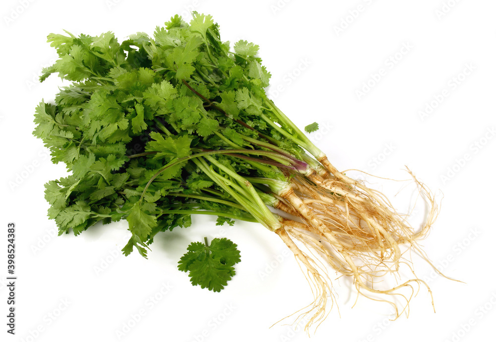 Fototapeta premium Fresh Vegetables - Cilantro Roots with Leaves on white Background Isolated