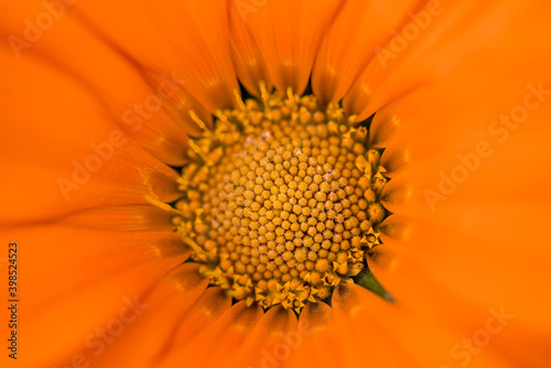 Orange beautiful flower in macro closeup