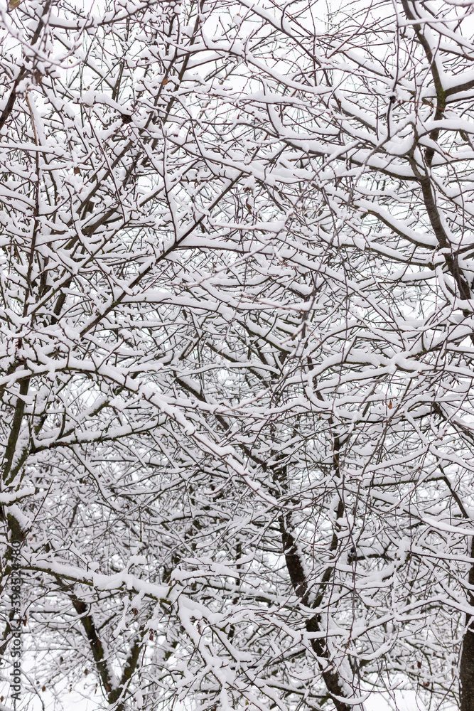 Trees in the snow from a beautiful winter park. Trees in the snow from a beautiful winter park.