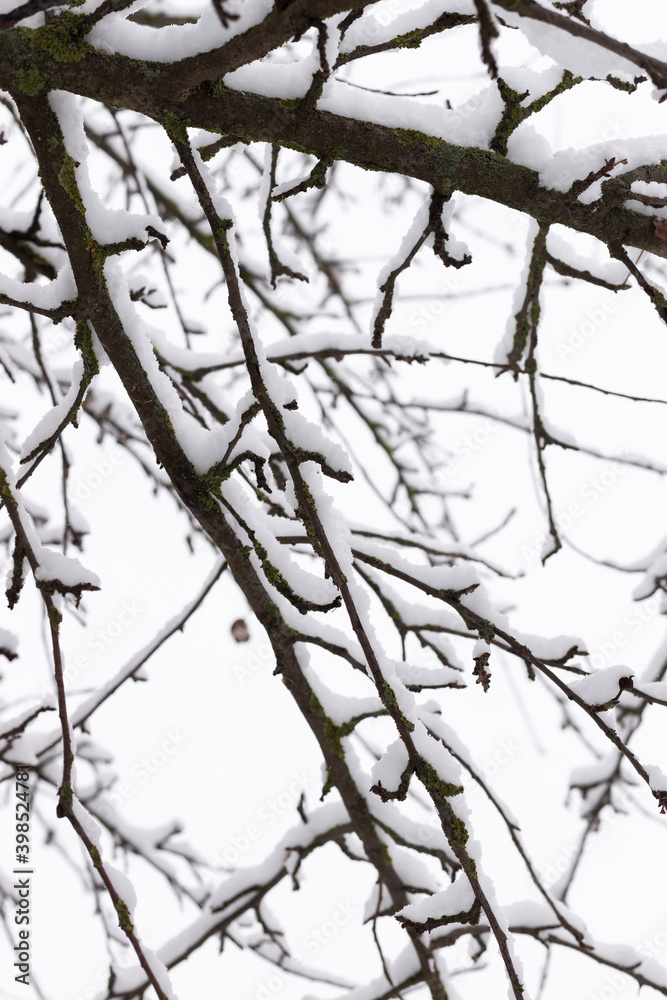 Trees in the snow from a beautiful winter park.