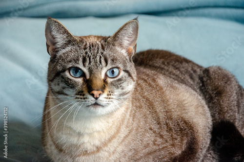 closeup on grey tabby cat laying on a bed with blue blanket looking to camera