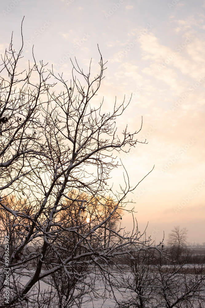 Winter landscape - frosty trees in snowy forest in the sunny evening. Tranquil winter nature in sunlight Winter landscape - frosty trees in snowy forest in the sunny evening. Tranquil winter nature in sunlight