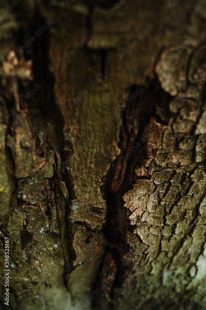 tree bark nature beauty forest outdoor photography tree bark nature beauty forest outdoor photography