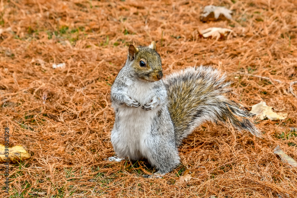 Cute, Furry Squirrel in Nature