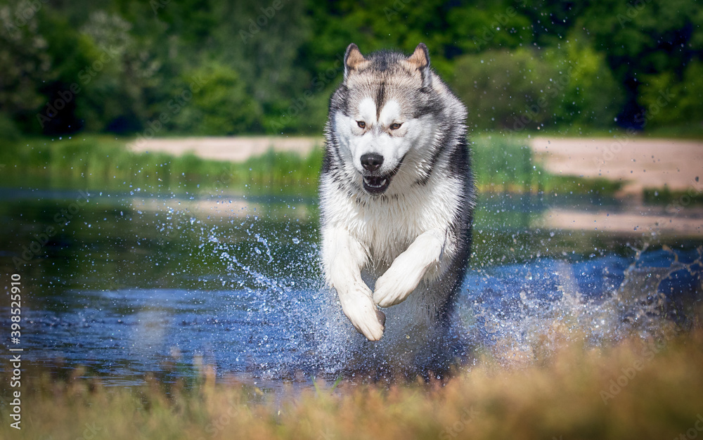 big dog splashing water on the river big dog splashing water on the river