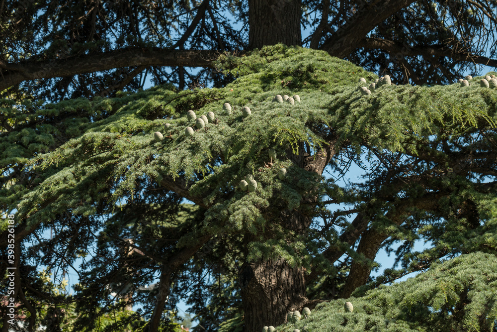 Fototapeta premium Cedrus deodara with cones close-up