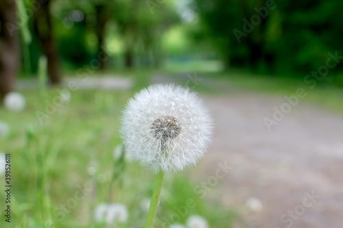  one white shoe on a green field