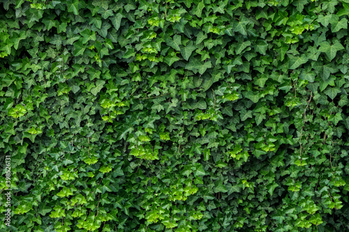 Green ivy as background texture, natural backdrop
