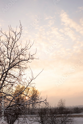 Winter landscape - frosty trees in snowy forest in the sunny evening. Tranquil winter nature in sunlight