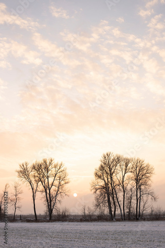 Winter landscape - frosty trees in snowy forest in the sunny evening. Tranquil winter nature in sunlight © Liudmyla