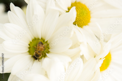 Bee in white flower 