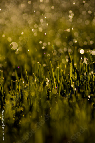 Gras mit Tropfen