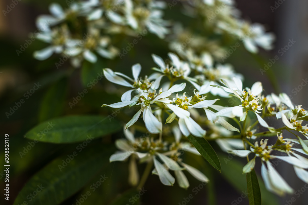 Fototapeta premium close up of white flowers