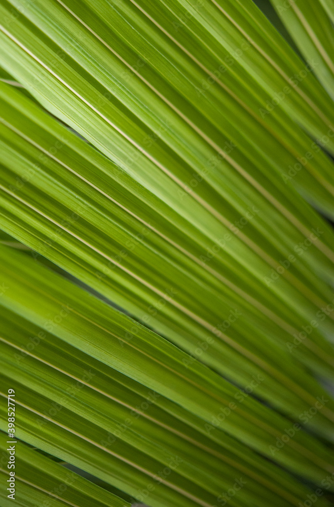 Green plant with texture