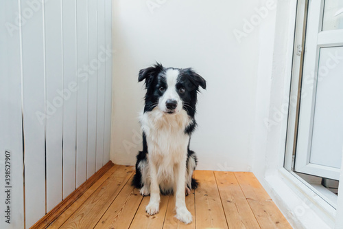 Funny portrait of cute puppy dog border collie at home. New lovely member of family little dog looking happy and exited, playing indoors. Pet care and animals concept.