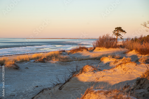 Sand dunes with pine forest over sea in the winter at White sea, Severodvinsk.