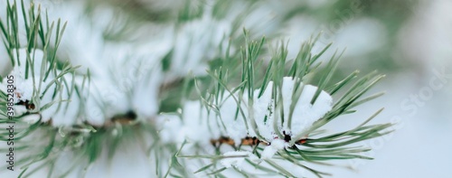 Pine branches are covered with snow. Christmas, winter, New Year, nature banner. Selective focus. 