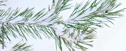 Pine branches are covered with snow. Christmas  winter  New Year  nature banner. Selective focus. 