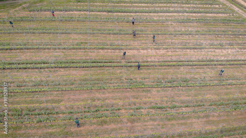 Fotografie Aerial view of lots of wokers working on a vineyard plantation in summertime