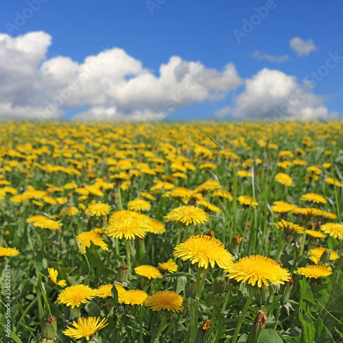 Yellow flowers dandelion under blue cloudy sky  © smuki