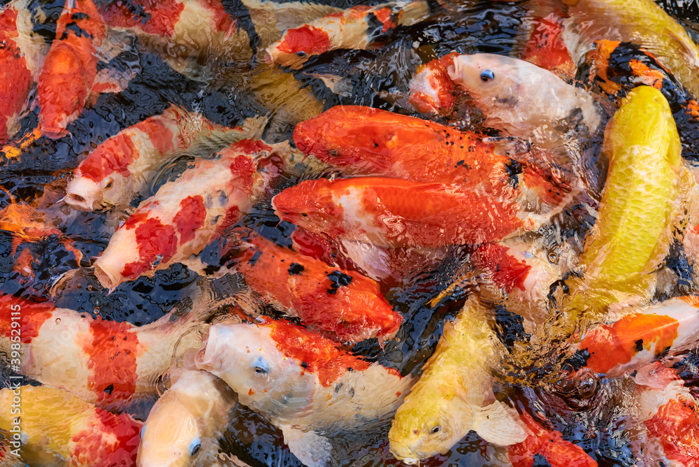 Colorful carp fish swimming in pond.