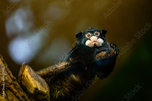 The moustached tamarin (Saguinus mystax) is a New World monkey and a species of tamarin. photo
