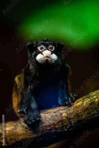 The moustached tamarin  Saguinus mystax  is a New World monkey and a species of tamarin.