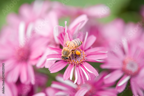 Bee in beautiful pink flower