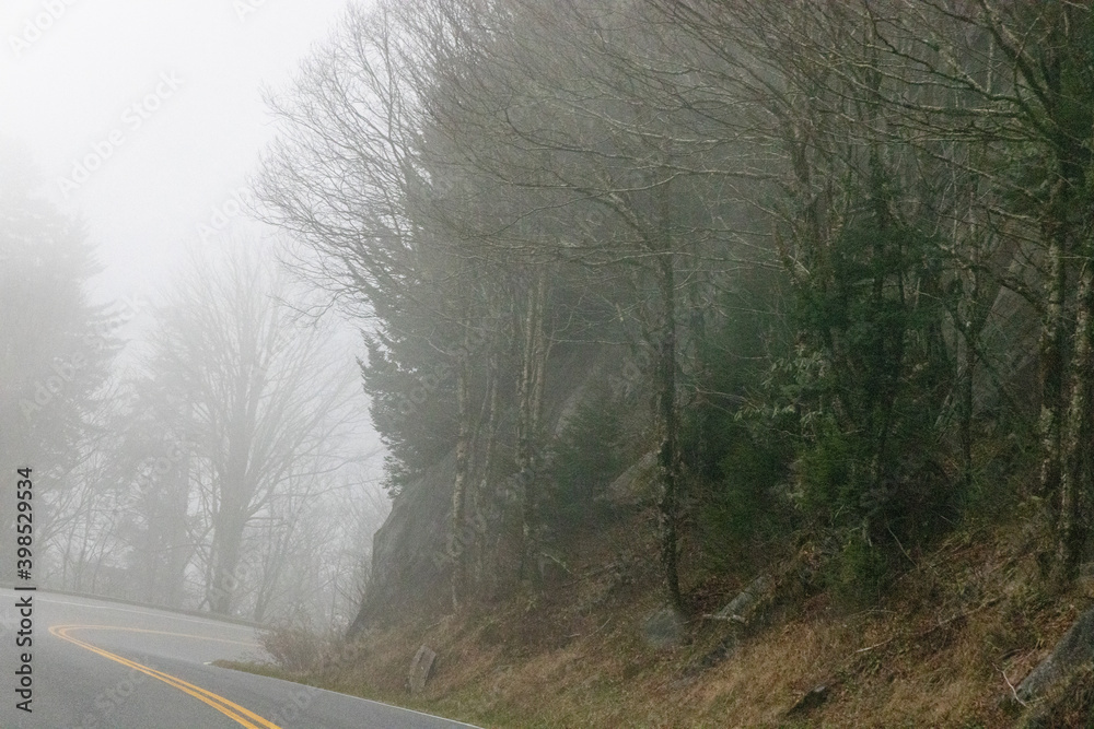 Obraz premium fog in the forest