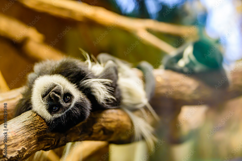 Fototapeta premium The mantled guereza (Colobus guereza), also known simply as the guereza, a type of Old World monkey.