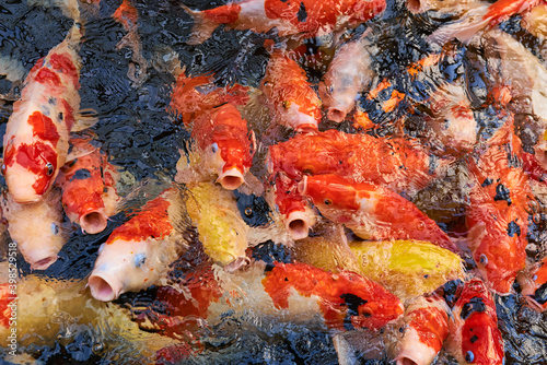Colorful carp fish swimming in pond.