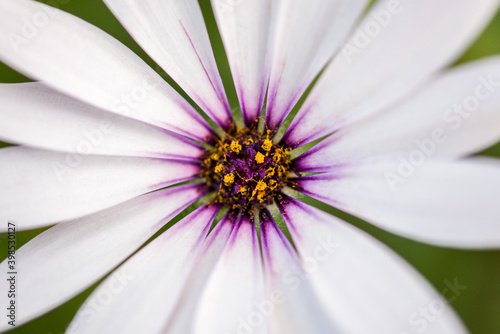 white flower in green background