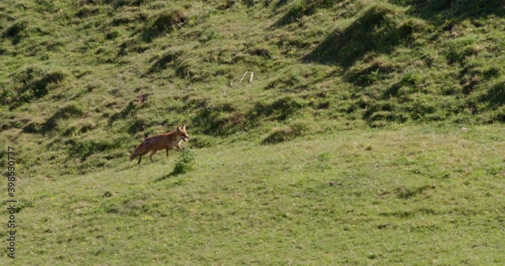 Red fox trotting in field, Compton Abbas, Dorset, UK Red fox trotting in field, Compton Abbas, Dorset, UK