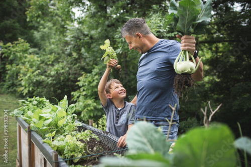 Happy father and son harvesting root vegetables from raised bed in garden photo