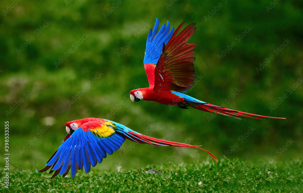 Two Scarlet Macaw parrots, flying just above the ground. Bright red and  blue South American parrots, Ara macao, flying with outstretched blue wings  in a tropical rainforest, Costa Rica. Stock Photo