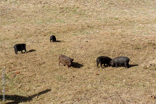 Small pig and wild boar on a farm photo