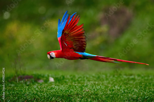 Flying ara parrot, isolated on blurred green background. Bright red and blue south american parrot, Ara macao, Scarlet Macaw, flying with outstretched wings in tropical forest, Costa Rica.