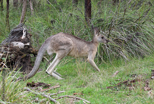 Jumping Kangaroo - Churchill NP, Victoria, Australia © jerzy