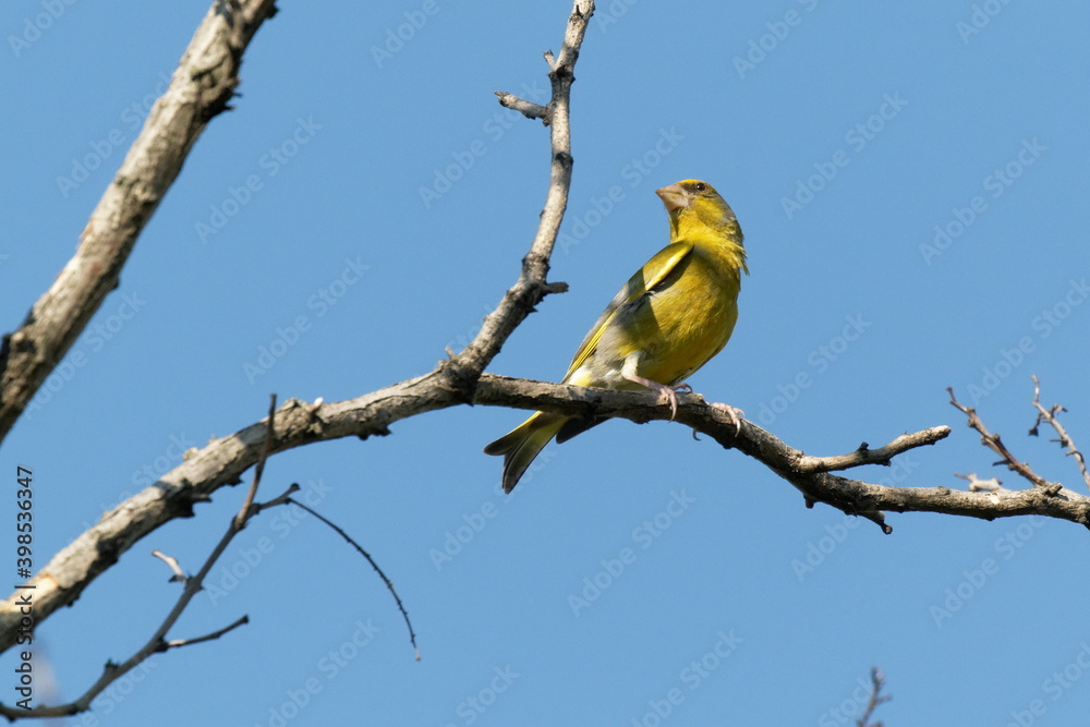 Bright greenfinch sits on a branch in the park against the blue sky. Urban green and yellow warbler in nature habitat. Bright greenfinch sits on a branch in the park against the blue sky. Urban green and yellow warbler in nature habitat.