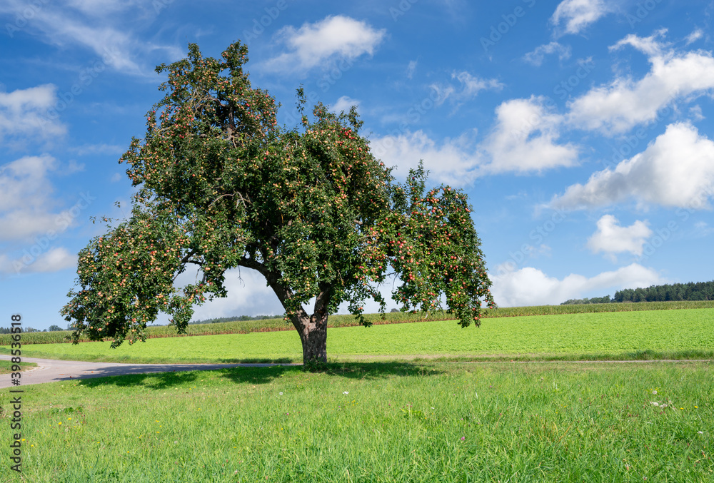 Countryside with an old Apple Tree Countryside with an old Apple Tree