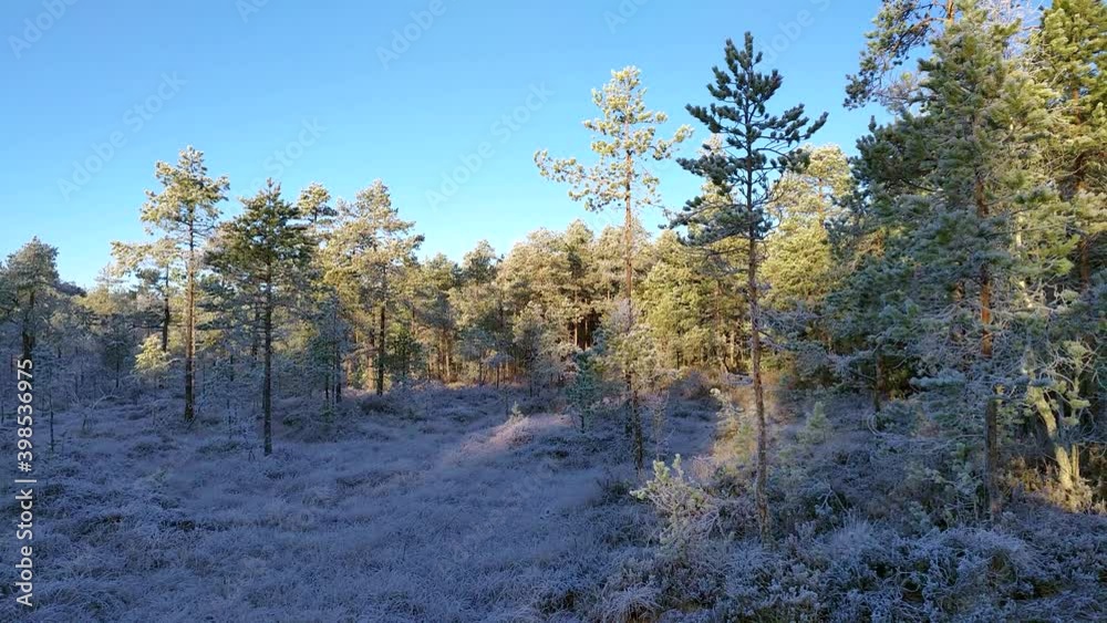 clearing in the woods, with the forest floor and trees covered in hoar frost on a cold winter day clearing in the woods, with the forest floor and trees covered in hoar frost on a cold winter day