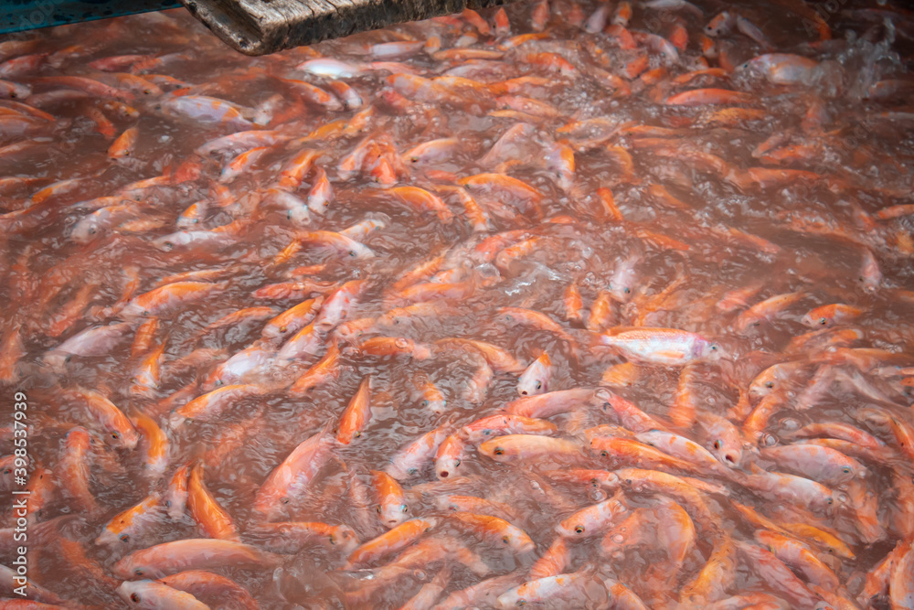 Local floating fish farm in Vietnam on the Mekong Delta used to farm tilapia. 