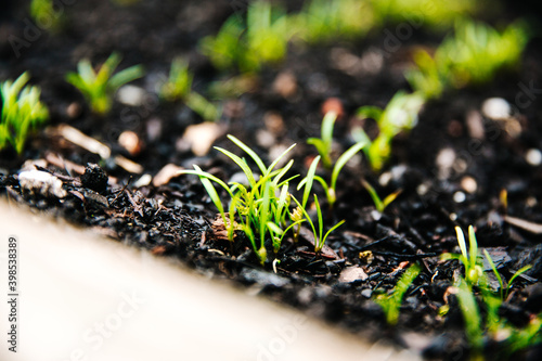 plants growth soil health green co2 