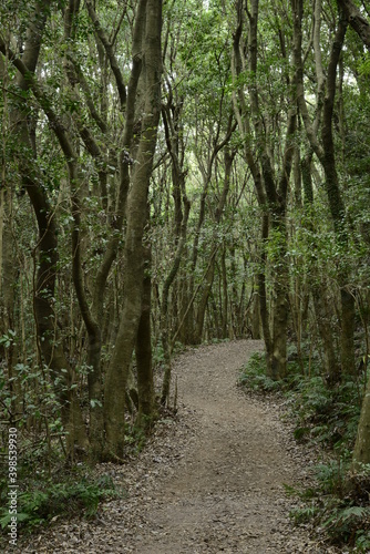 Dongbaek-dongsan forest park  in Jeju  Korea is a good forest for taking a walk even in winter.