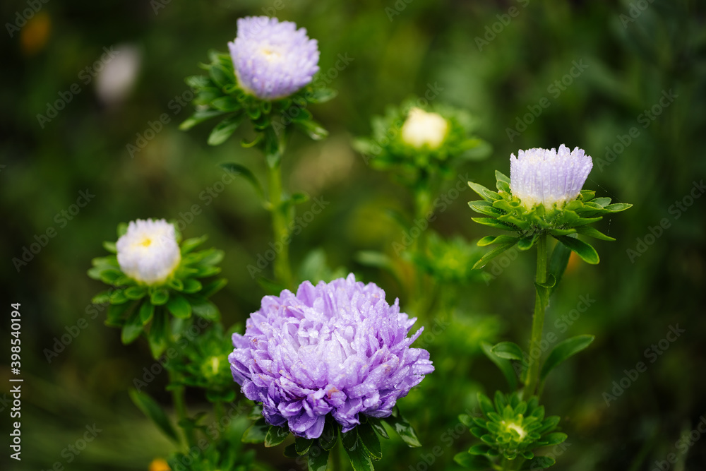 Cast of purple asters on a green background. Cast of purple asters on a green background.