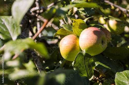 Ripe apples hang on a branch among the foliage.