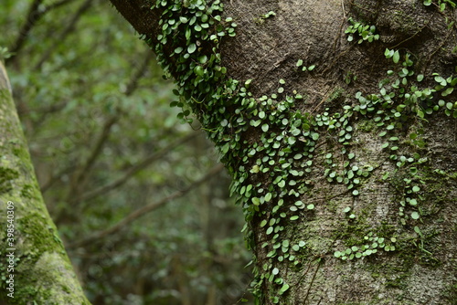 Vine plants are attached to the tree in Winter. green, leaves
